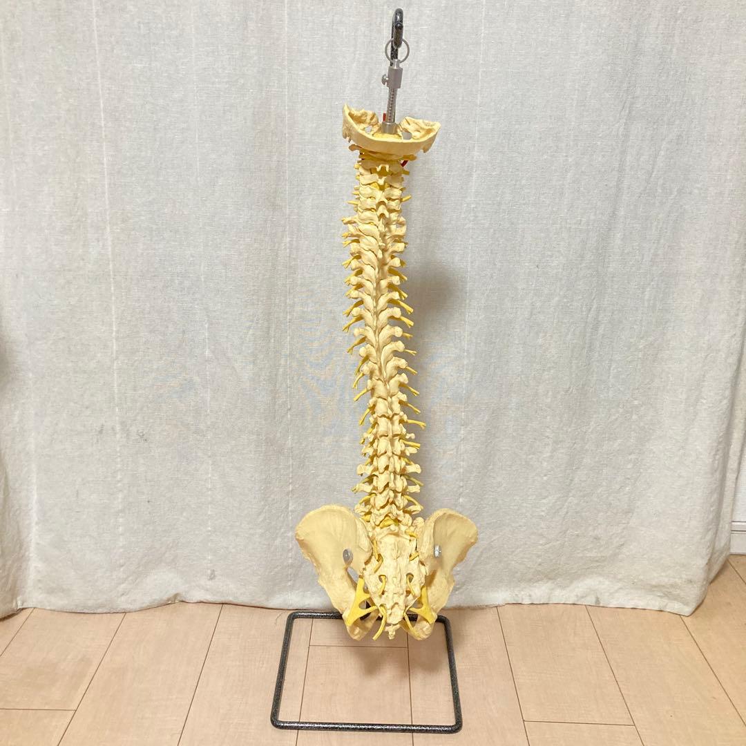 TomoP様　脊柱骨格模型　人体　接骨院カイロプラクティック　スタンド付き 人体模型・骨格模型』 背骨 整体 カイロプラクティック 脊髄 神経 骨盤