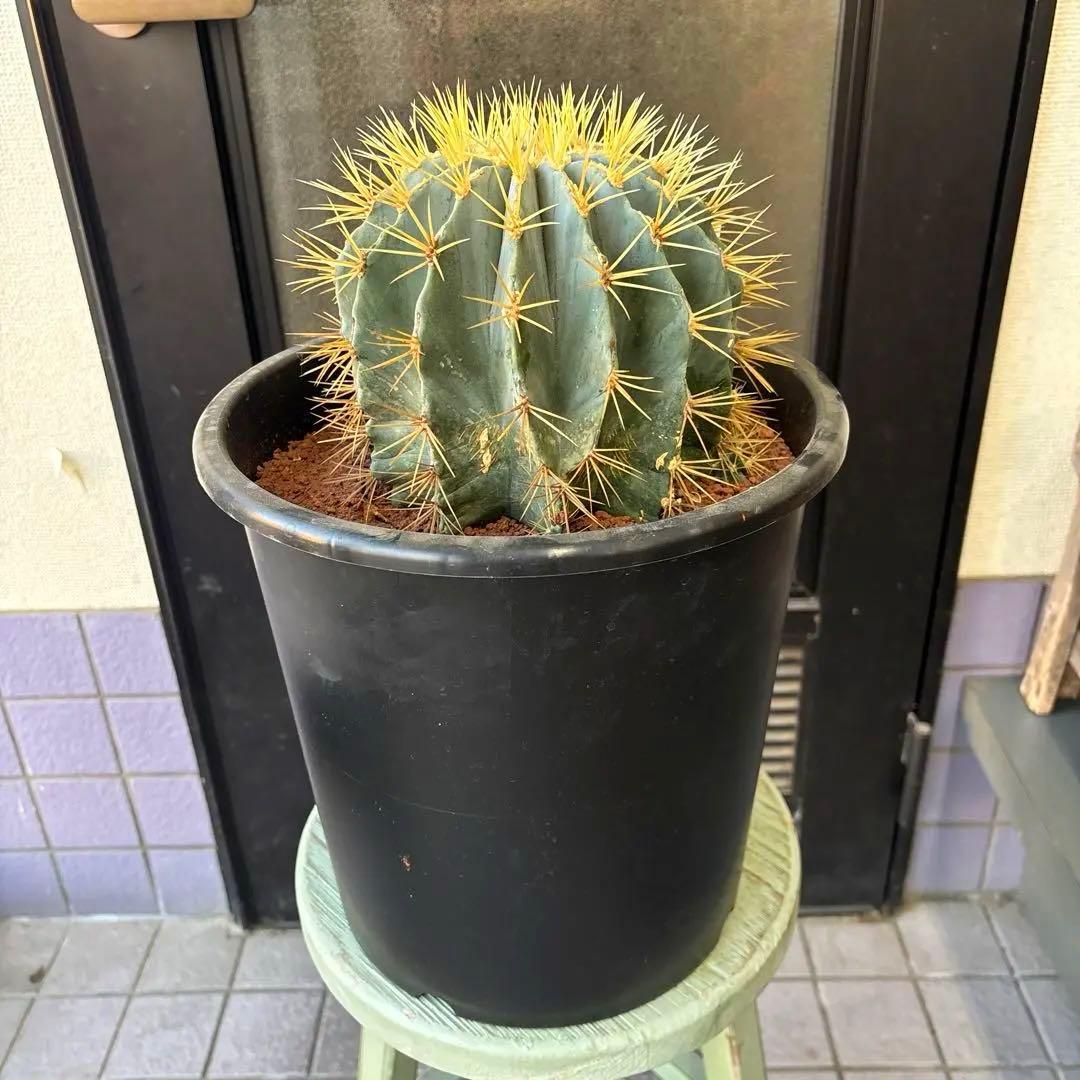 大株　現品　サボテン⭐︎オウカンリュウ⭐︎王冠竜 ⭐︎8号⭐︎