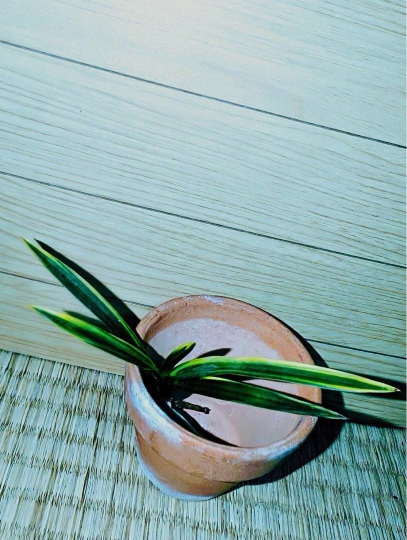 【moimoiさん注文品】富貴蘭「湖東錦」斑入り