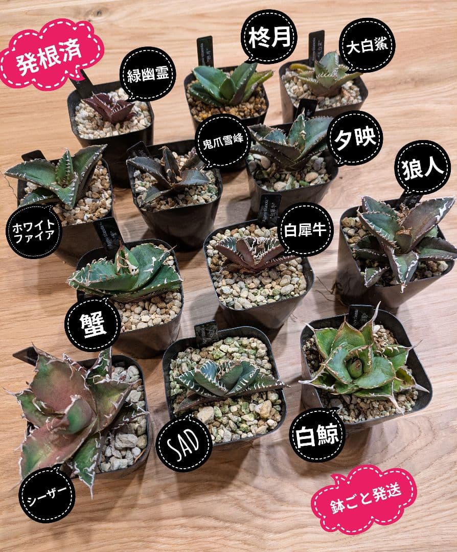 【鉢ごと発送】人気のチタノタ12種セット【ネームタグ付】