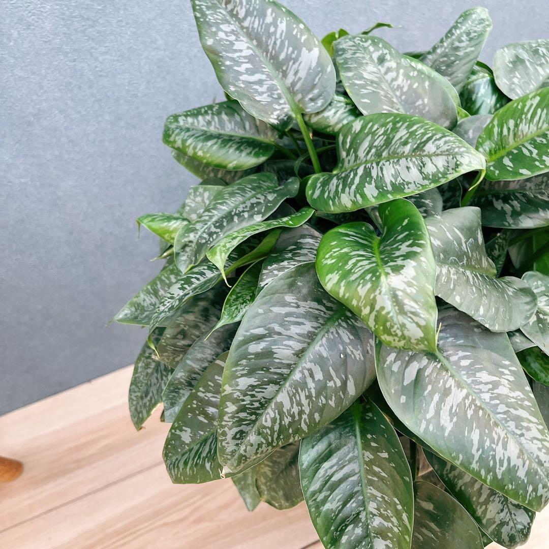 現品］7番 スキスマトグロッティス スコルテクニー 8号 観葉植物 レア