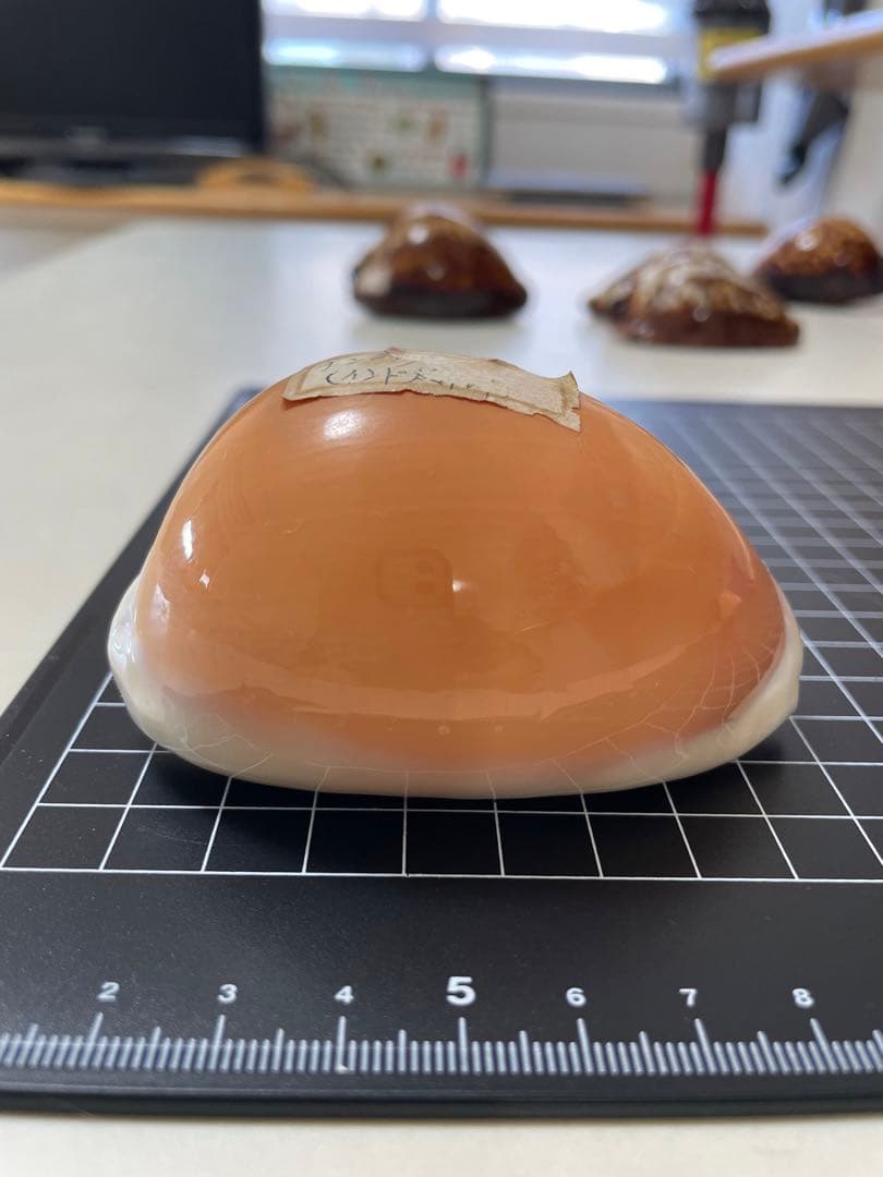 ナンヨウダカラ　貝殻　標本