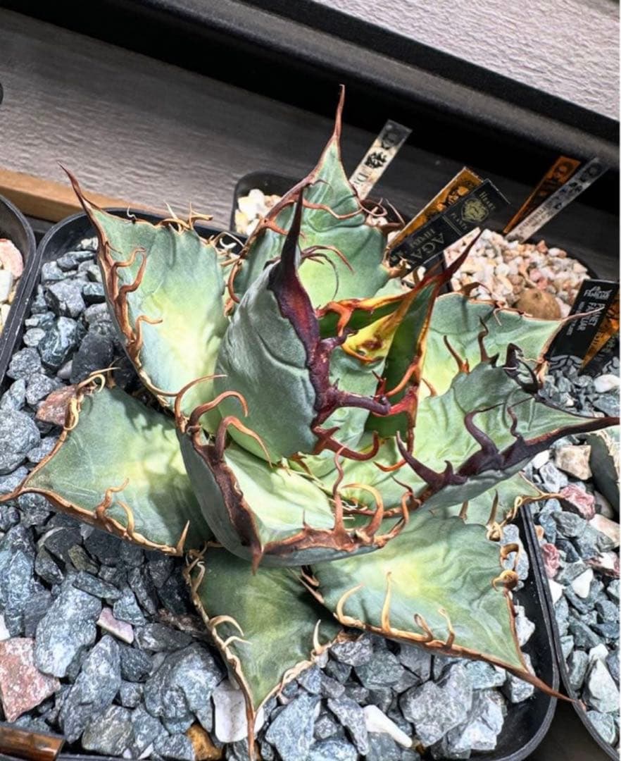 HP034 炎舞 検 麒麟 冰雹 麻花龍 台湾ゴジラ 選抜 実生 オテロイ 12/25締切】ゴジラ対デストロイア「GVA-BC ゴジラ1995 Frog Tree 250