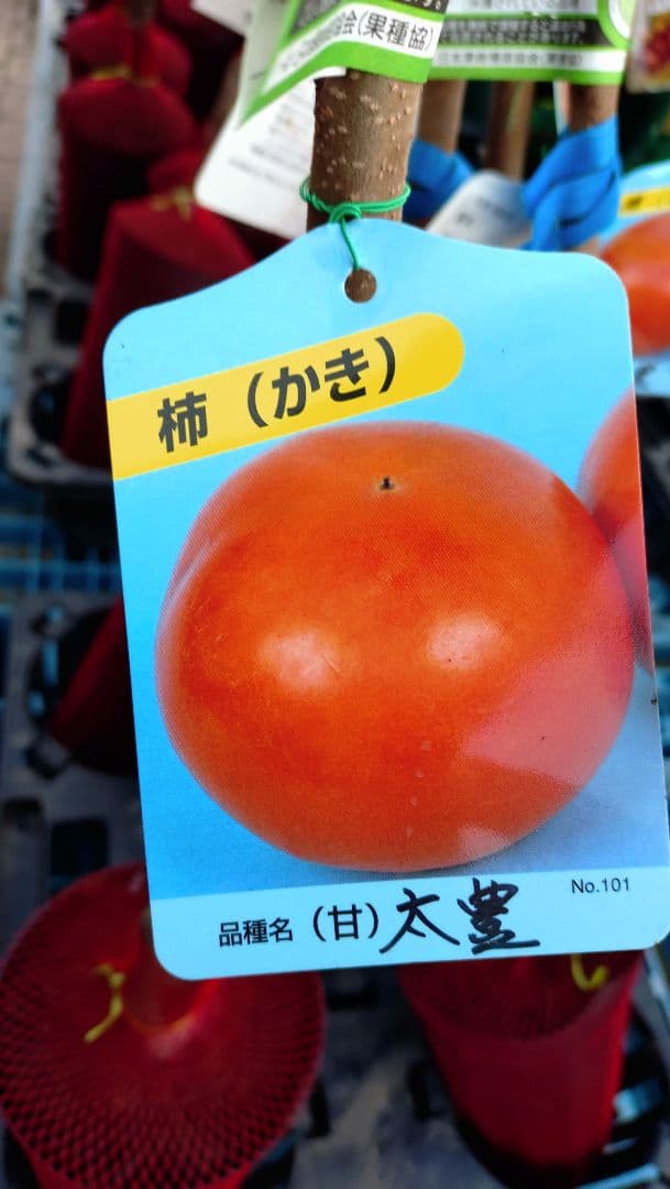 太秋柿 と希少品種！太豊２年生セット販売品！ sonota3_haihou04.jpg