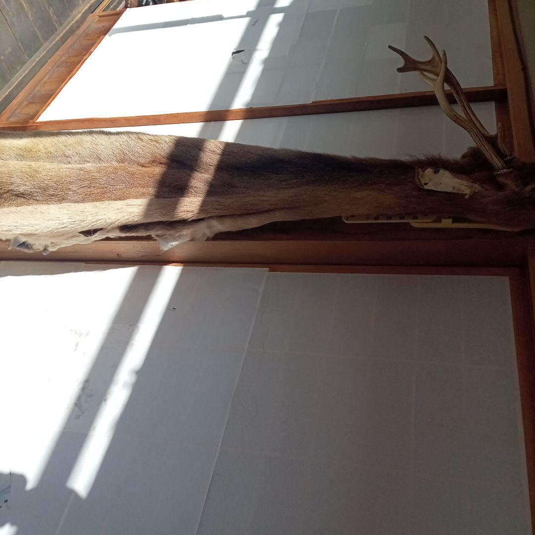 鹿の毛皮 壁掛け装飾 Amazon.co.jp: 装飾品、鹿の頭の壁飾り、鹿の頭、壁掛け装飾、模造剥製