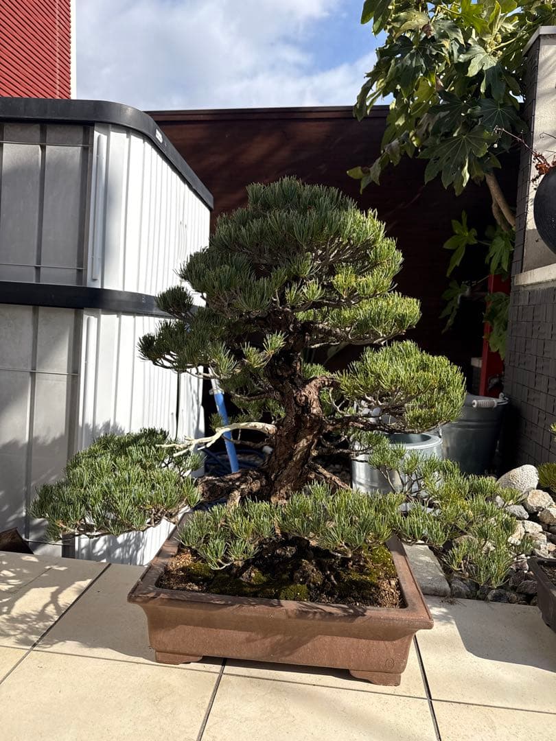 kouichi ページ　五葉松3点