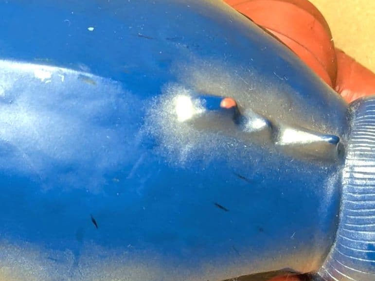 S.H.Figuarts ウルトラマンコスモス＆怪獣 ソフビ4匹＆おまけ