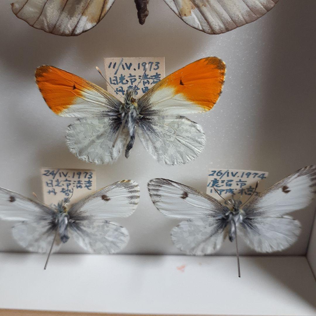 蝶標本 オオイチモンジ、クモマツマキチョウ、ミヤマシロチョウ