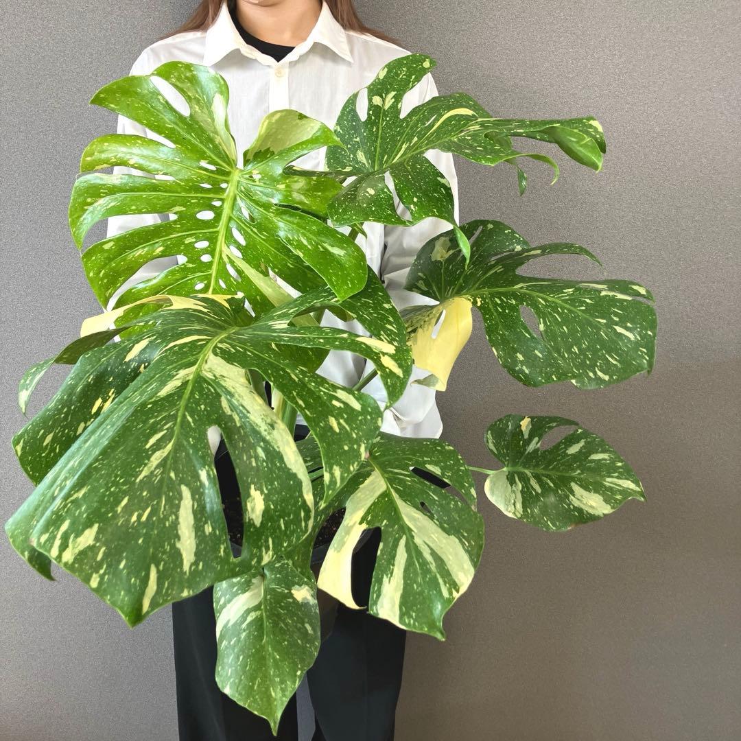 超希少❗️特大❗️超美斑❗️モンステラ　タイコンステレーション✨