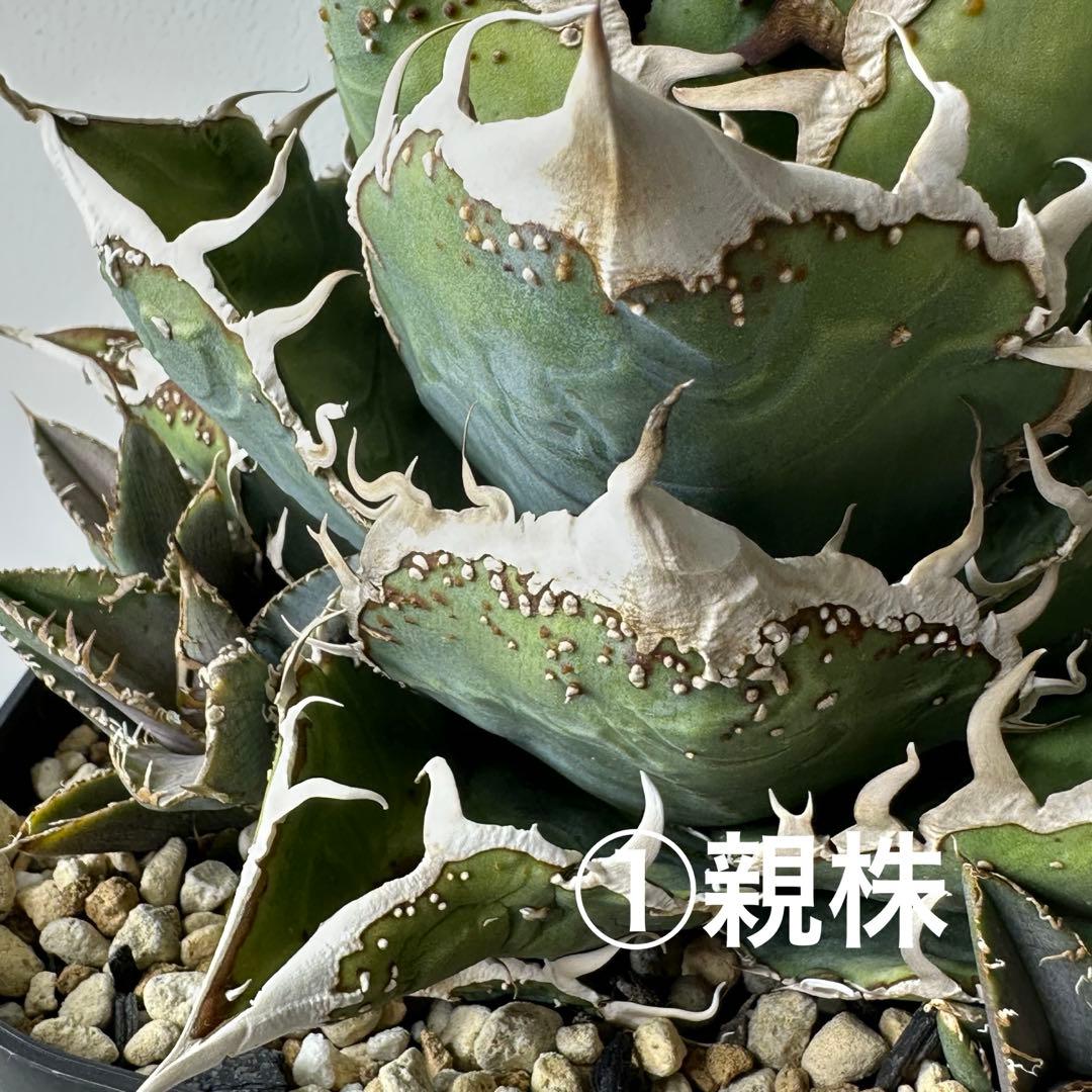 チタノタ 台湾趣味家株 セット ※バラ売り可能 検）冰雹、麻花龍