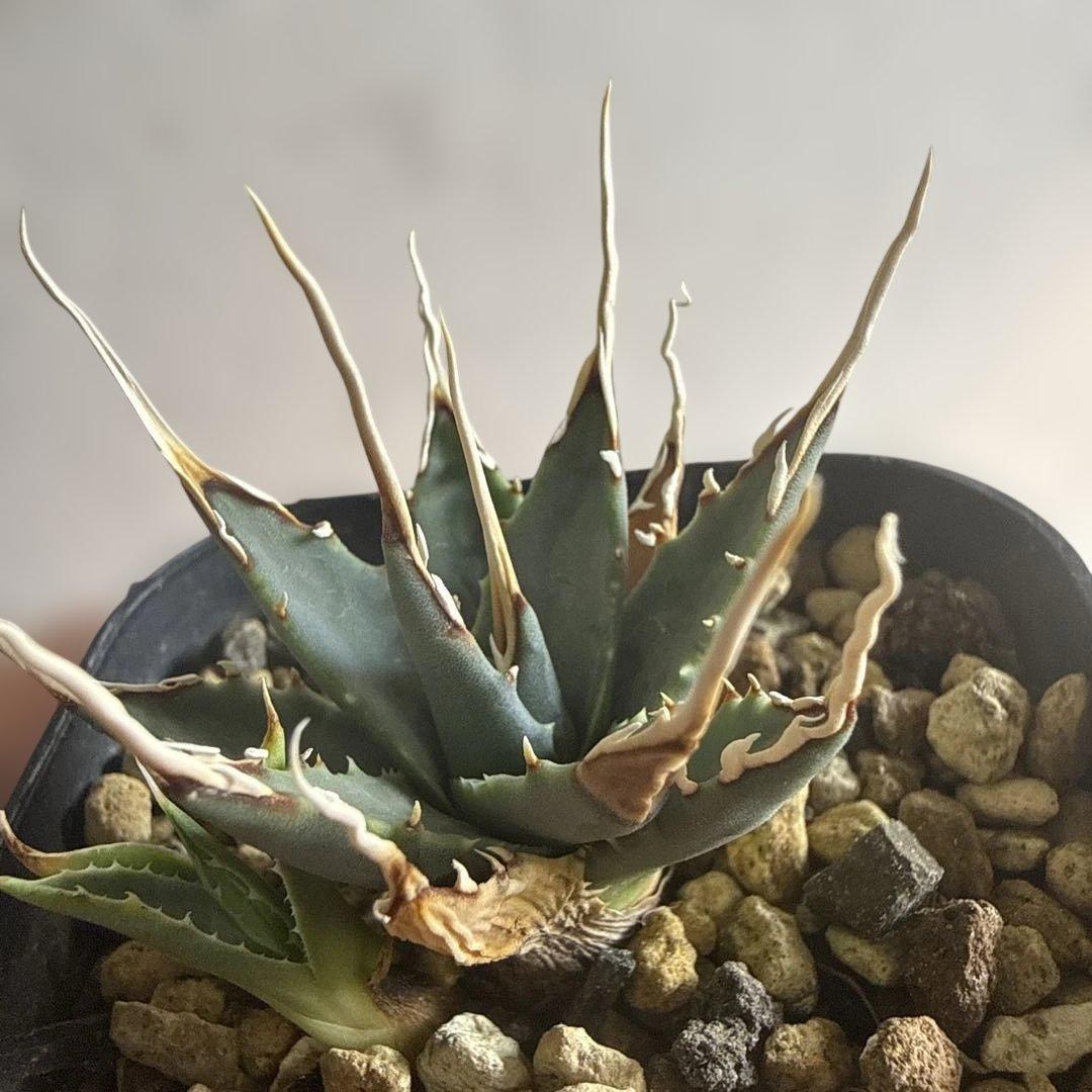 子株販売 超特選 実生株 ブルー葉 アガベ ユタエンシス エボリスピナ