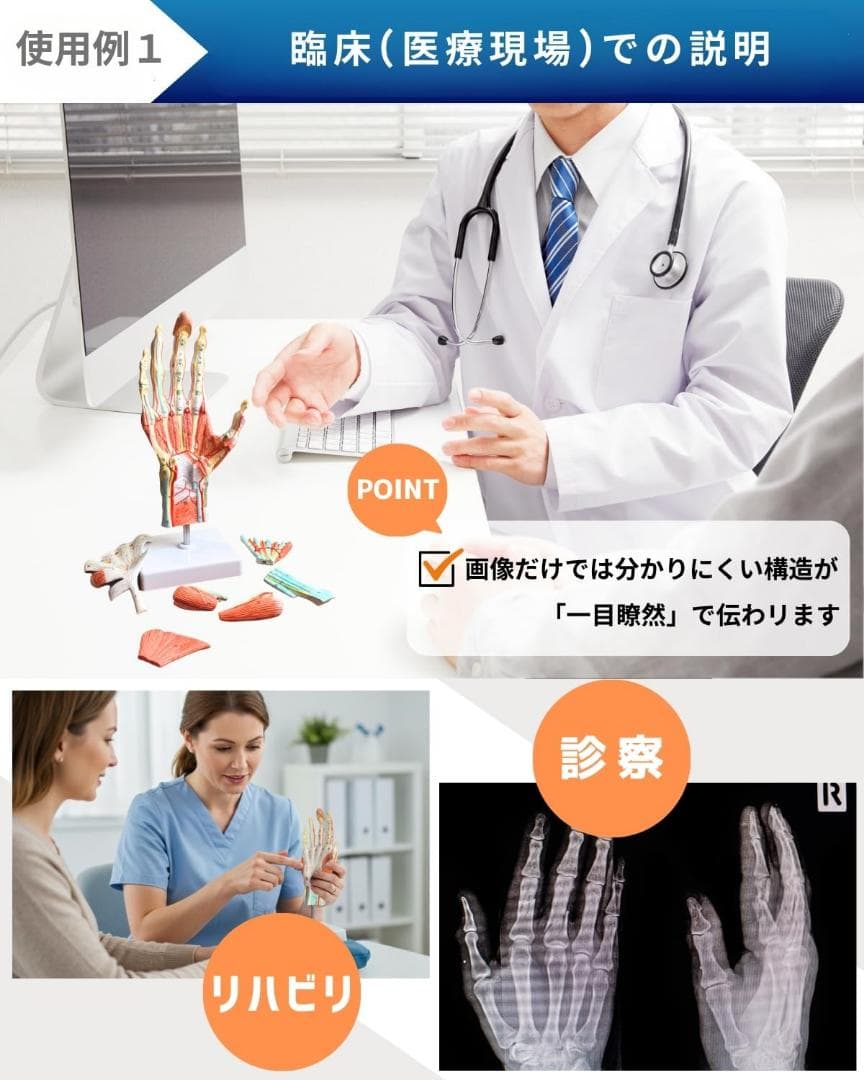 新品・未使用】KIYOMARU 手解剖模型 7パーツ分解 人体模型 手関節