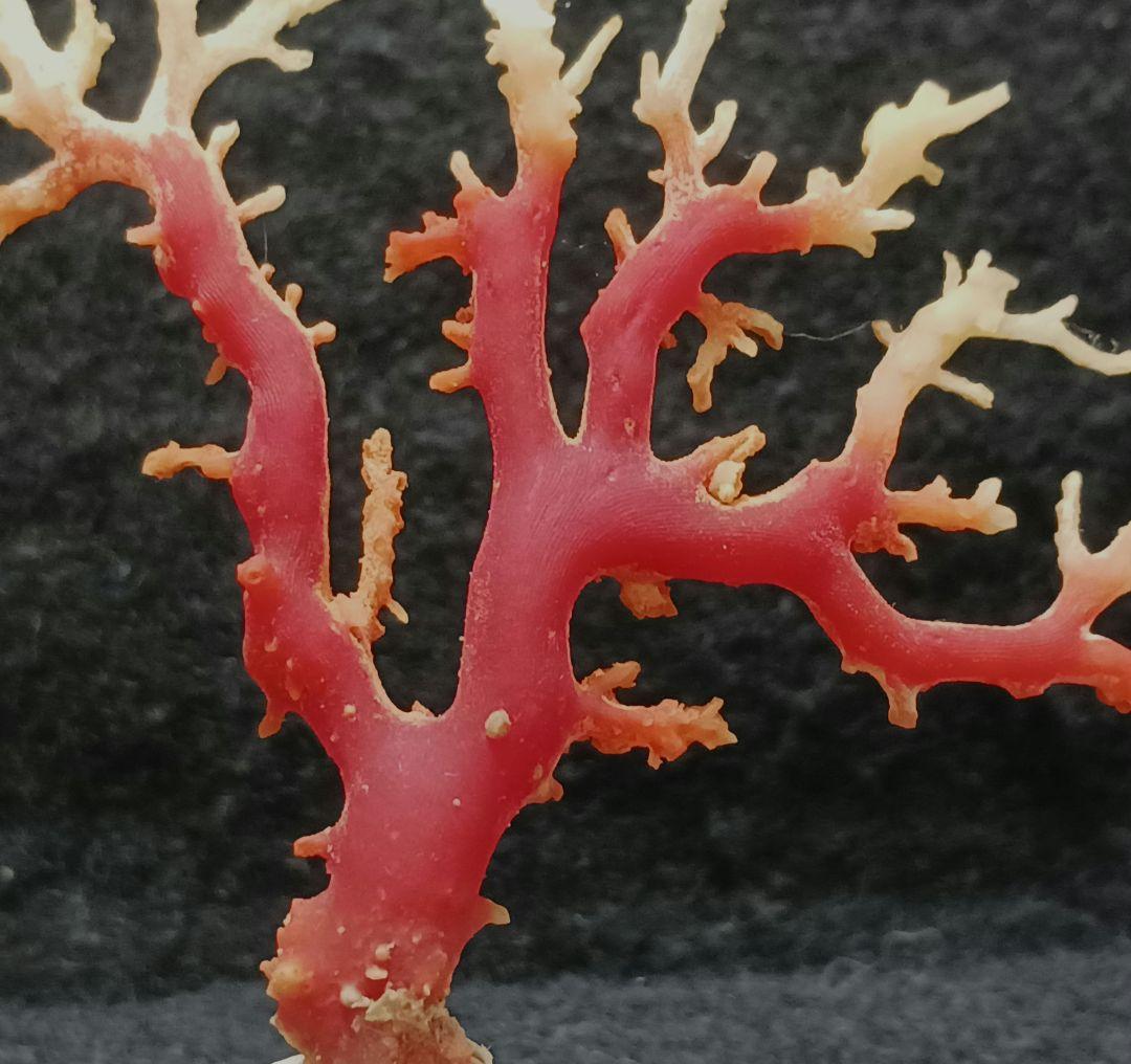 2678-6 国産赤珊瑚原木 血赤珊瑚 総重量12.6g