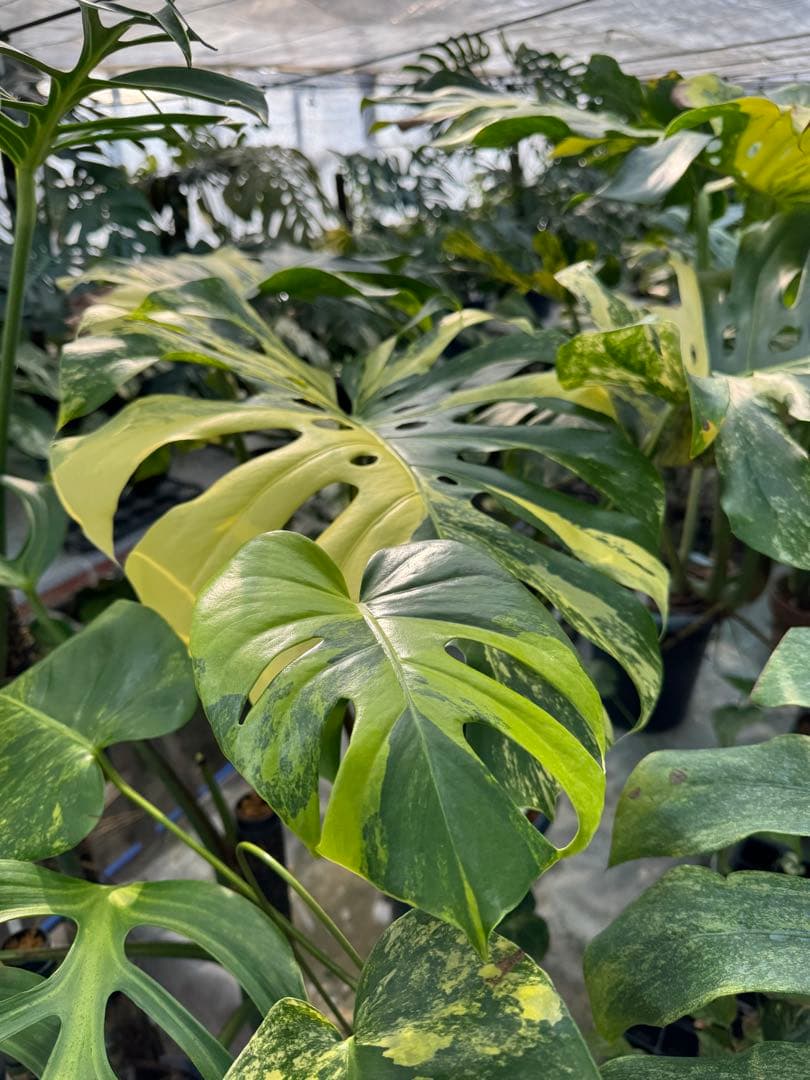 モンステラ　イエローマリリン　黄斑入り　健康株　朝礼セール