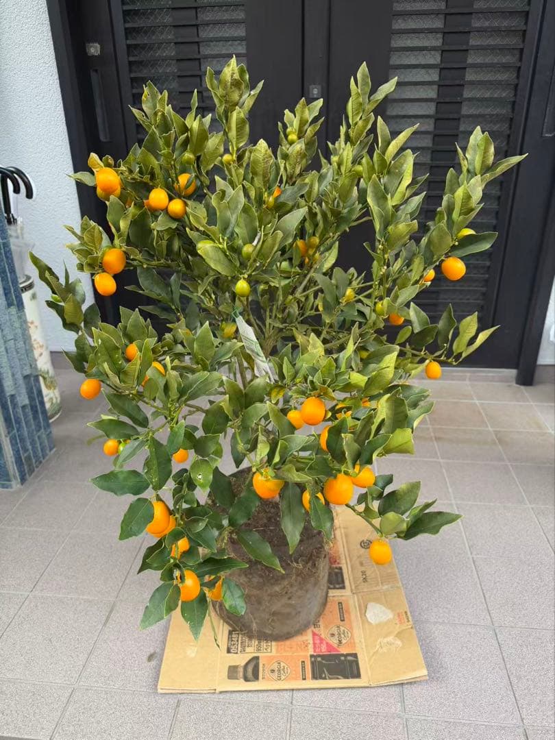 希少金柑ぷちまる 実が沢山付き 特大株 果樹 希少金柑ぷちまる 実が沢山付き 特大株 果樹 凄く甘い - メルカリ