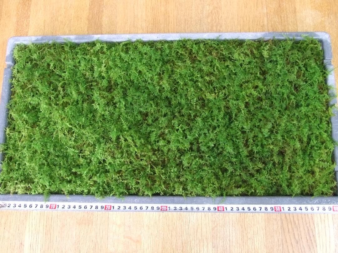 teru3様専用 コケ各種6パレットとカサゴケ15本入1パック - メルカリ