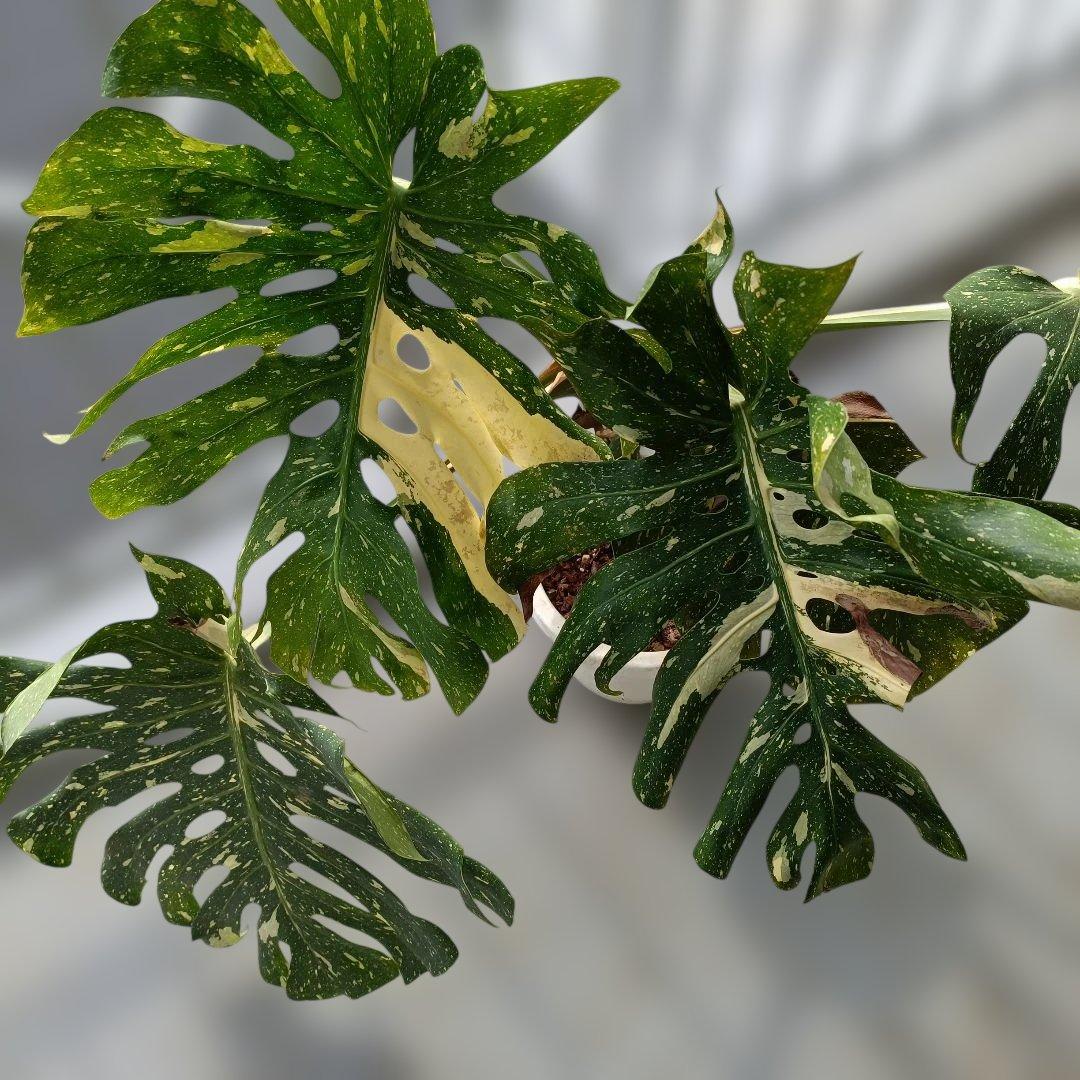 モンステライエローモンスターの鉢植え