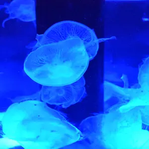 ダンガンロンパ オンラインくじ A賞 キャンバスボード 日向創