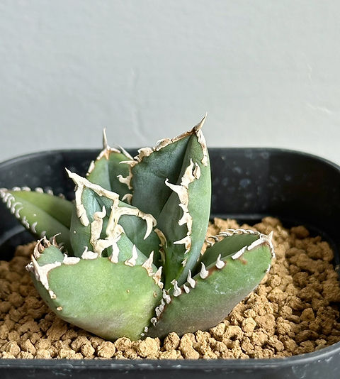 アガベ チタノタ 狼人 #01 | BIZARRE GREEN