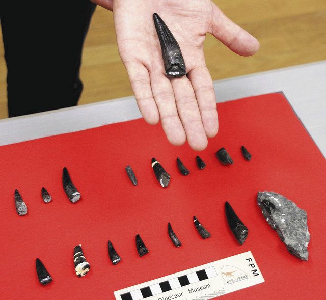 社会編＞歯の持ち主はスピノサウルス科：東京新聞デジタル