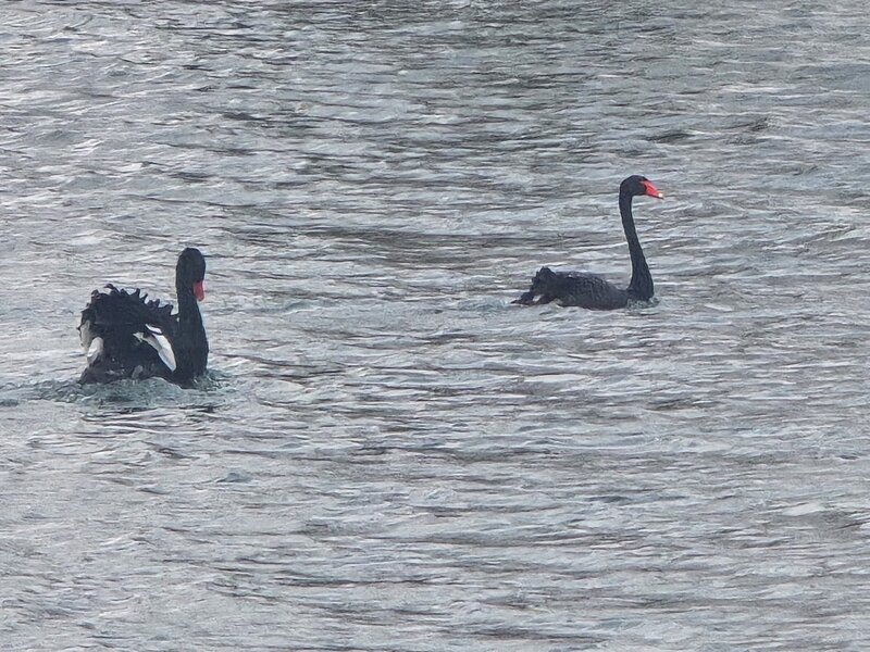 Swan Seeks Mate: Must Like Cold Lake and Small Flock - The New