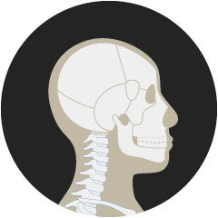 BONE Active®（ボーンアクティヴ）｜美容製品｜株式会社Star'Q