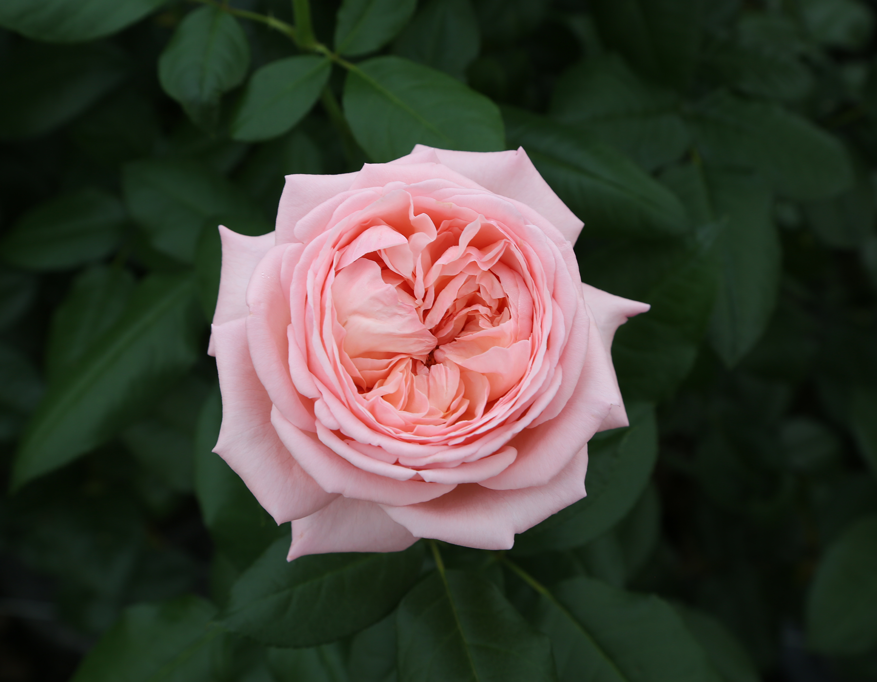 New Roses For 2026 - Star® Roses and Plants