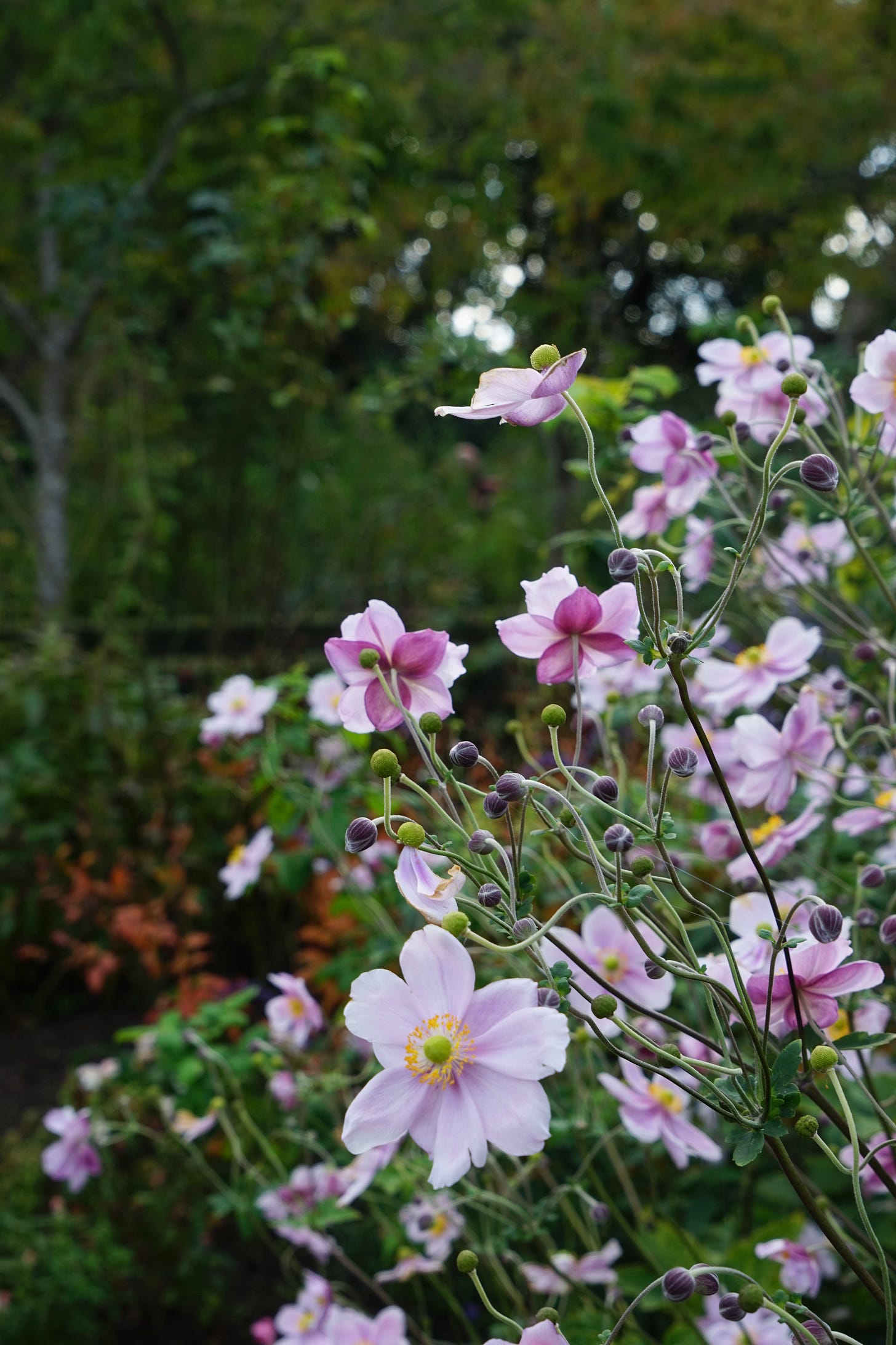Plant Portrait: Japanese anemones in the autumn garden