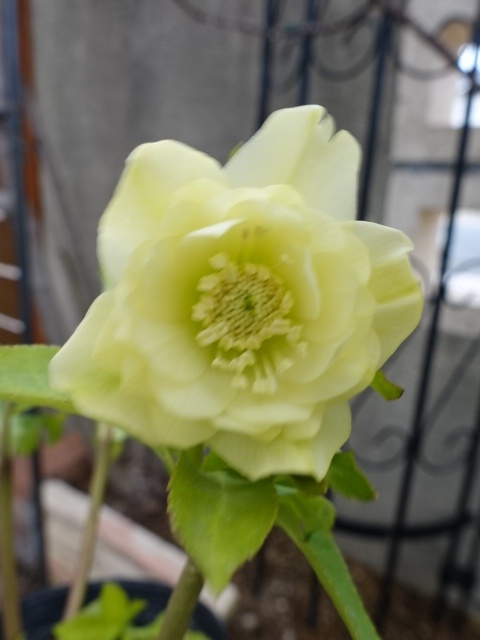 sale!!】 加藤農園 dd グロッシーカラー☆ イエロー - クリスマス